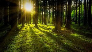 Skog