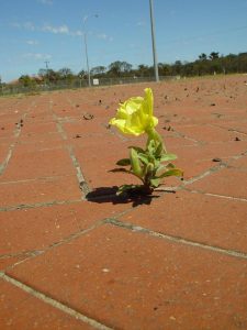 Blomma